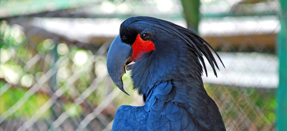 Visit Gili Meno's bird park Taman Burung