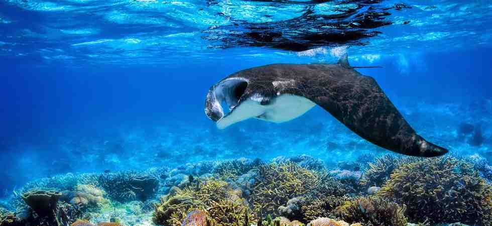 Swim with Manta Rays at Nusa Penida Bali